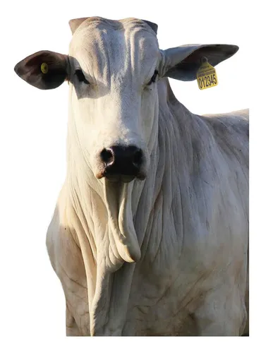 D_NQ_NP_769202 MLB44093936154_112020 O brincos giro livre extra grande bovinos boi vaca touro 50 un