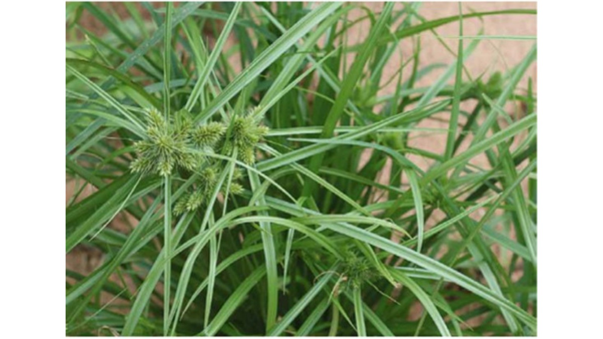 02 mata tiririca fr 60ml